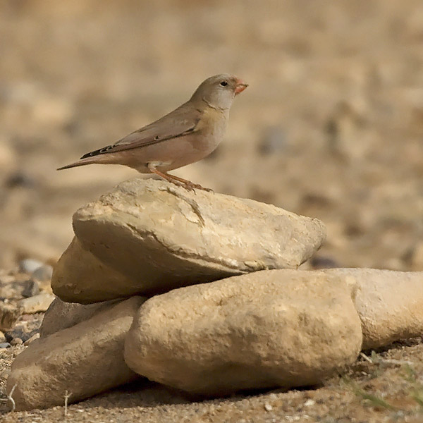 Aavikkotulkku, Trumpeter Finch, Bucanetes githagineus